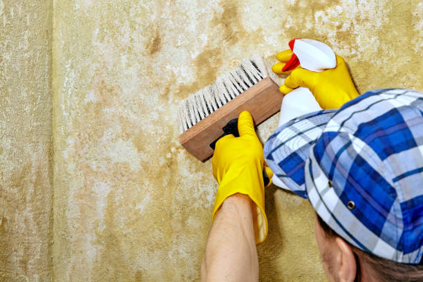 Best Mold Documentation for Insurance Claims  in Waialua, HI