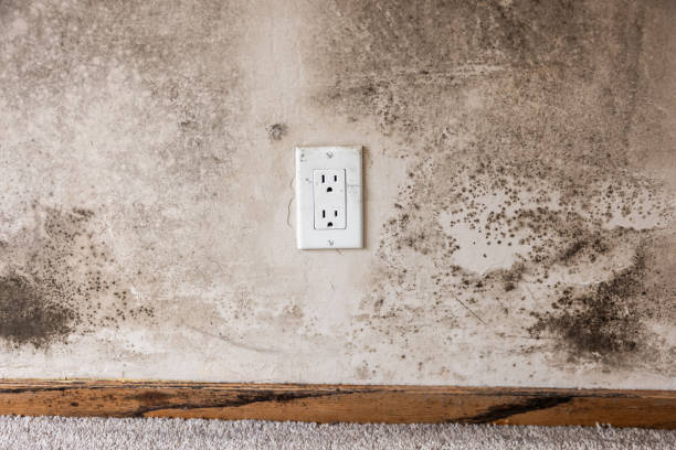 Best Crawl Space Mold Remediation  in Waialua, HI